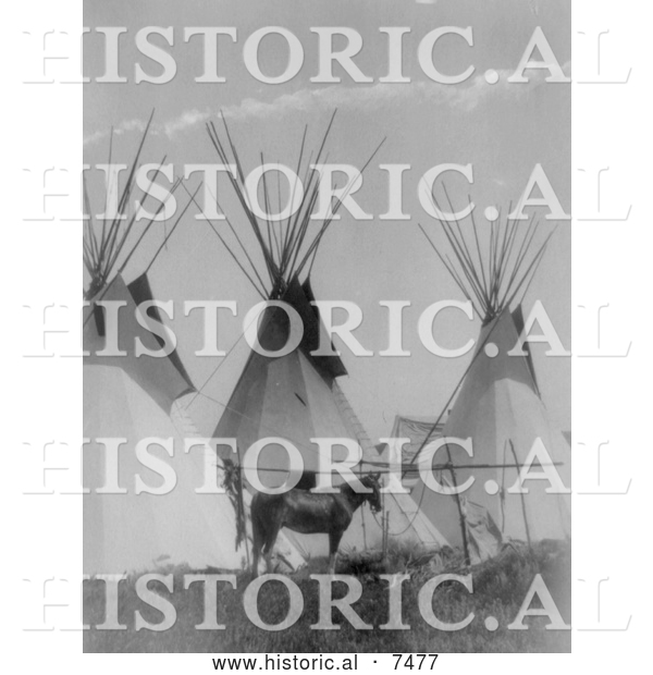 Historical Photo of Horse near Three Tipis, Crow Agency, Montana 1905 - Black and White