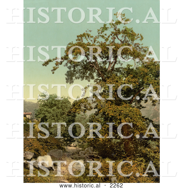 Historical Photochrom of a Chestnut Tree, Giornico, Switzerland