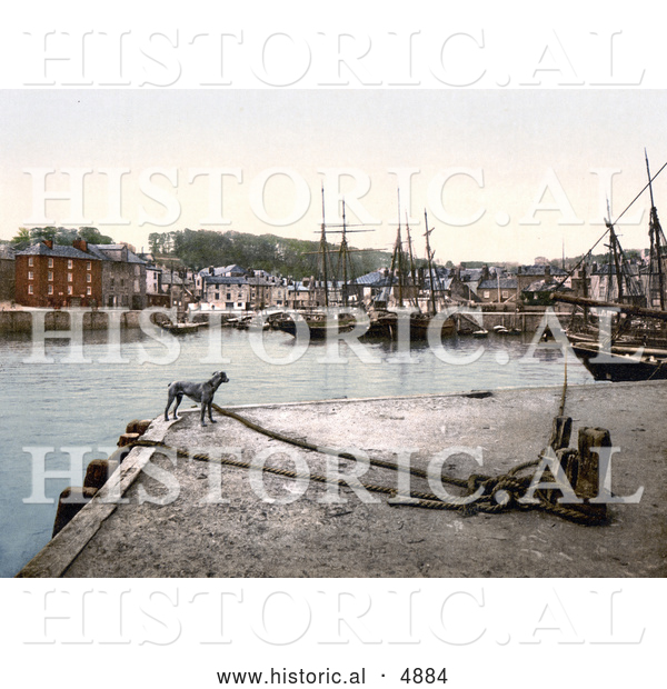 Historical Photochrom of a Dog at the Padstow Quay, Cornwall, England, United Kingdom