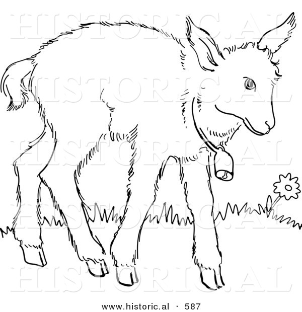 Historical Vector Illustration of a Baby Goat with a Bell Around Neck - Outlined Version