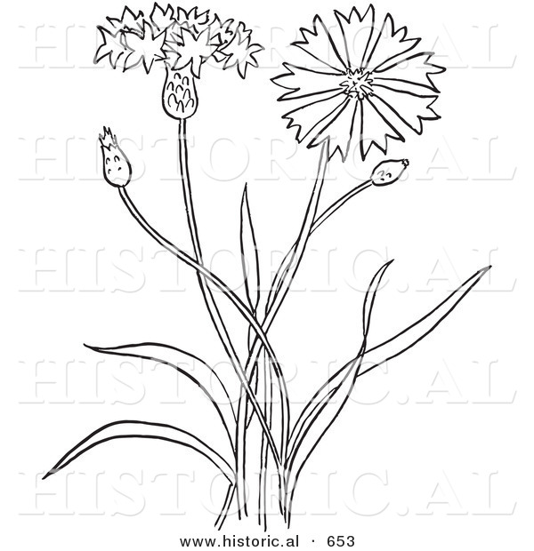 Historical Vector Illustration of a Bachelors Buttons Plant Flowering - Outlined Version