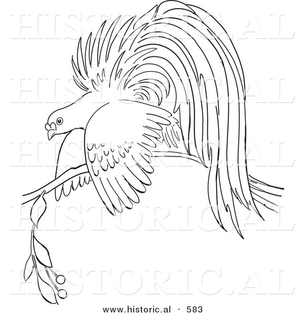 Historical Vector Illustration of a Bird of Paradise Resting on a Branch - Outlined Version