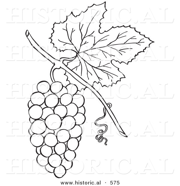 Historical Vector Illustration of a Bunch of Grapes with a Leaf on a Vine - Outlined Version