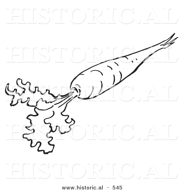 Historical Vector Illustration of a Carrot with Leaves - Outlined Version