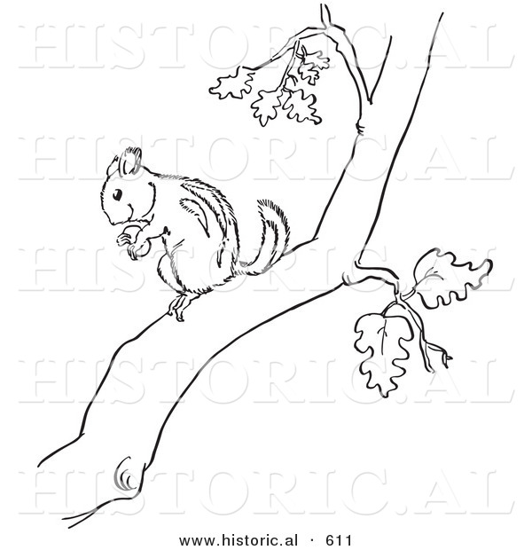Historical Vector Illustration of a Chipmunk Holding a Nut in a Tree - Outlined Version