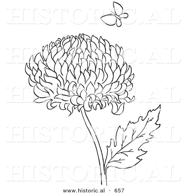 Historical Vector Illustration of a Chrysanthemum Flower with Butterfly - Outlined Version