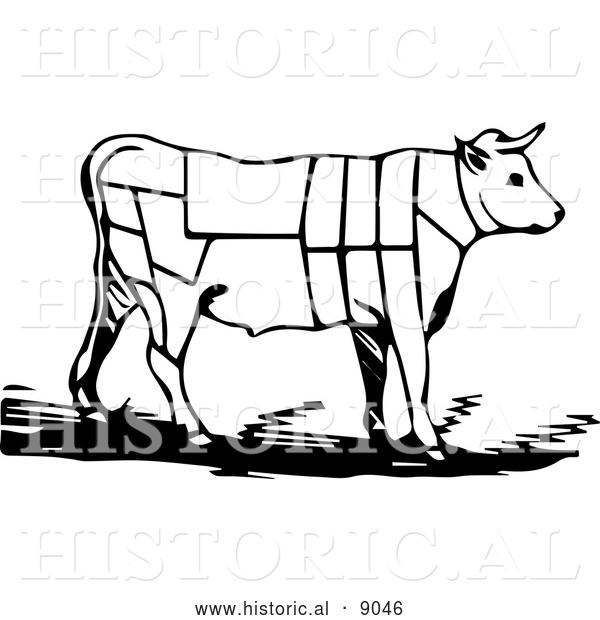 Historical Vector Illustration of a Cow Featuring Outlined Butcher Sections of Bullock - Black and White