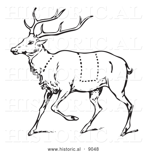 Historical Vector Illustration of a Deer Featuring Outlined Butcher Sections of Venison Cuts - Black and White