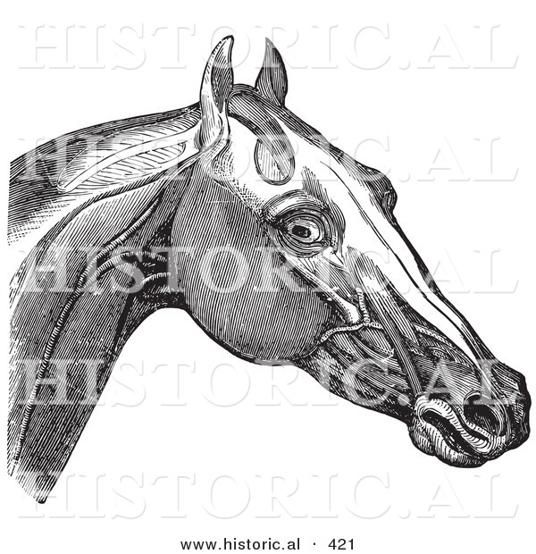 Historical Vector Illustration of a Horse Engraving Featuring the Head and Neck Muscles - Black and White Version