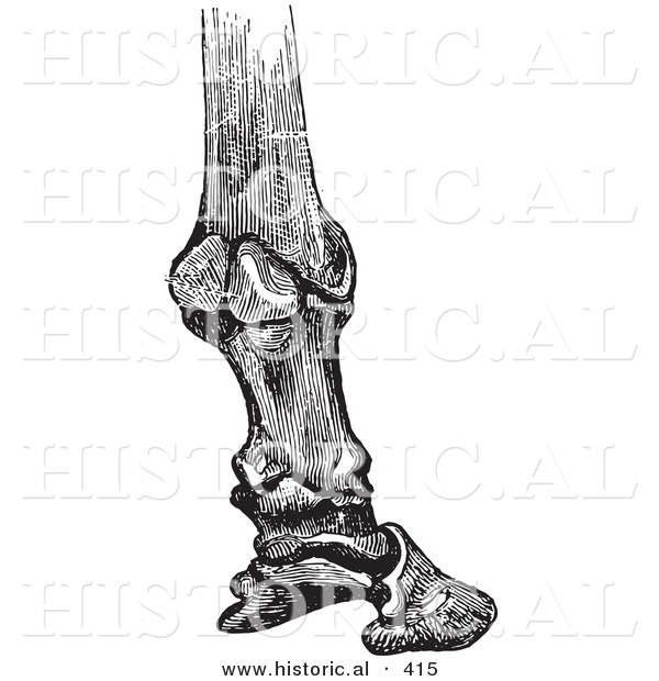 Historical Vector Illustration of a Horse Foot Hoof Engraving Featuring Bones and Articulations - Black and White Version