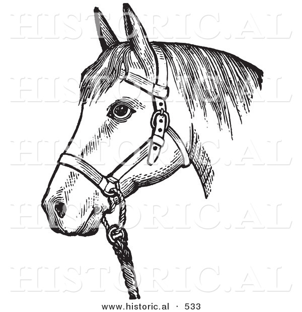 Historical Vector Illustration of a Horse with Good Form Wearing a Halter - Black and White Version