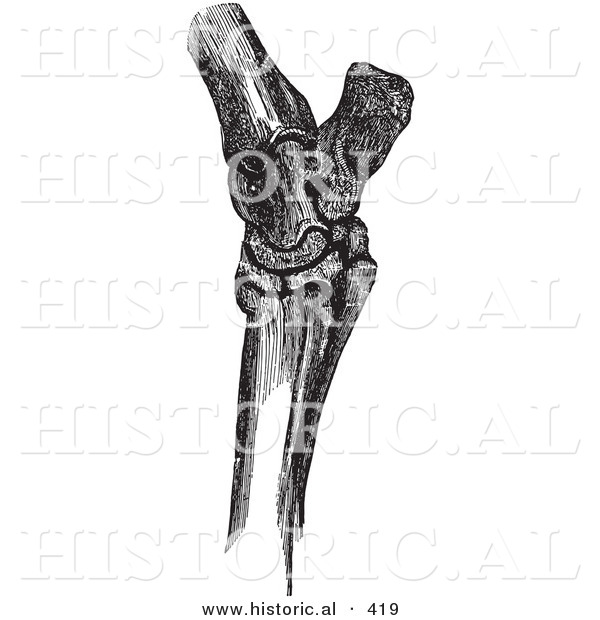 Historical Vector Illustration of a Horse's Hock Bones - Black and White Version