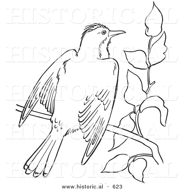 Historical Vector Illustration of a Kingbird Flapping Wings on a Branch - Outlined Version