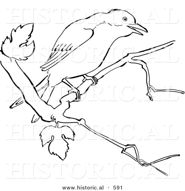 Historical Vector Illustration of a Mockingbird on a Tree Branch - Outlined Version