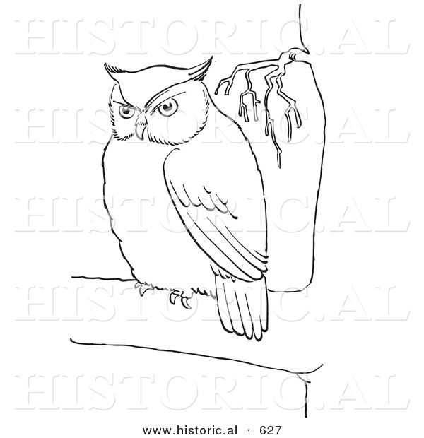 Historical Vector Illustration of a Owl Staring While in a Tree - Outlined Version
