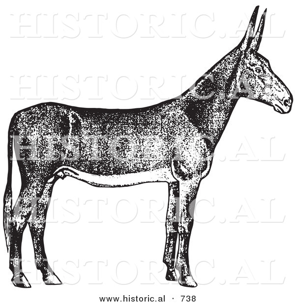 Historical Vector Illustration of a Poitou Donkey - Black and White Version