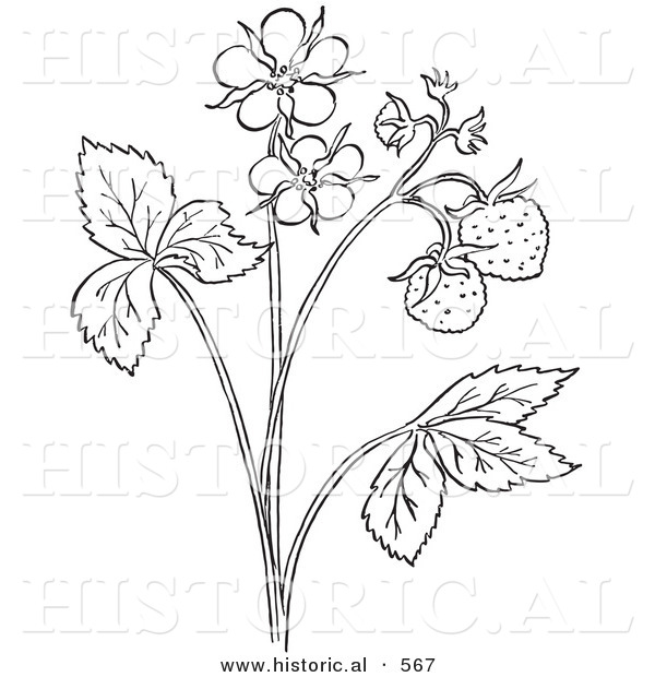 Historical Vector Illustration of a Strawberry Plant with Flower Blossoms - Outlined Version