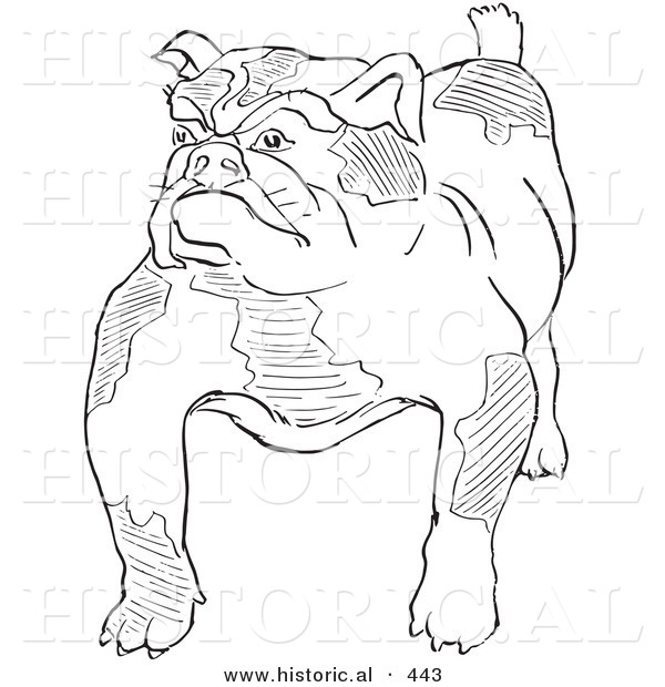 Historical Vector Illustration of a Strong Bulldog Standing and Staring - Outlined Version