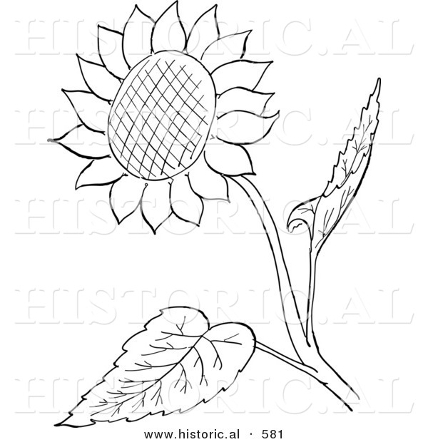 Historical Vector Illustration of a Sunflower with Seeds and Leaves - Outlined Version