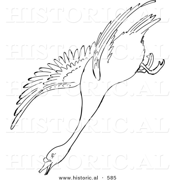 Historical Vector Illustration of a Swan Descending While Flying - Outlined Version