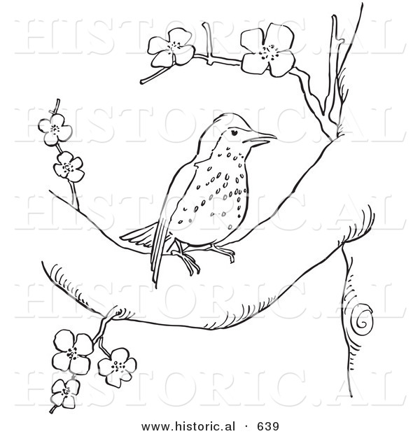 Historical Vector Illustration of a Wood Thrush Bird in a Tree with Blossoms - Outlined Version
