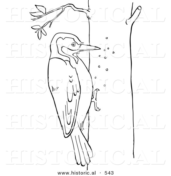 Historical Vector Illustration of a Woodpecker Pecking Holes in a Tree - Outlined Version