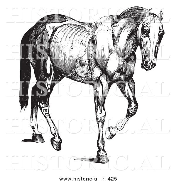 Historical Vector Illustration of an Engraved Horse Anatomy Featuring Muscular Layers - Black and White Version