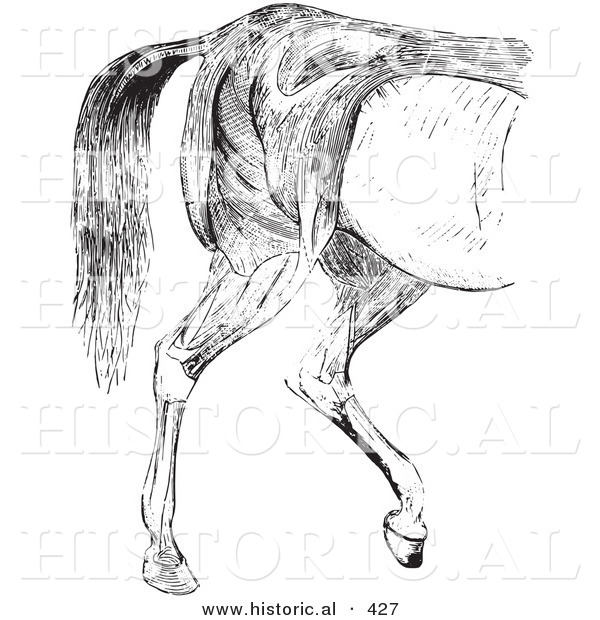 Historical Vector Illustration of an Engraved Horse Anatomy Featuring the Hind Quarter Muscular Layers - Black and White Version