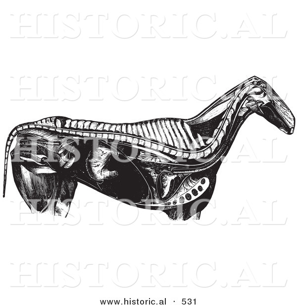 Historical Vector Illustration of an Engraved Horse Anatomy Featuring the Internal Bones and Organs - Black and White Version