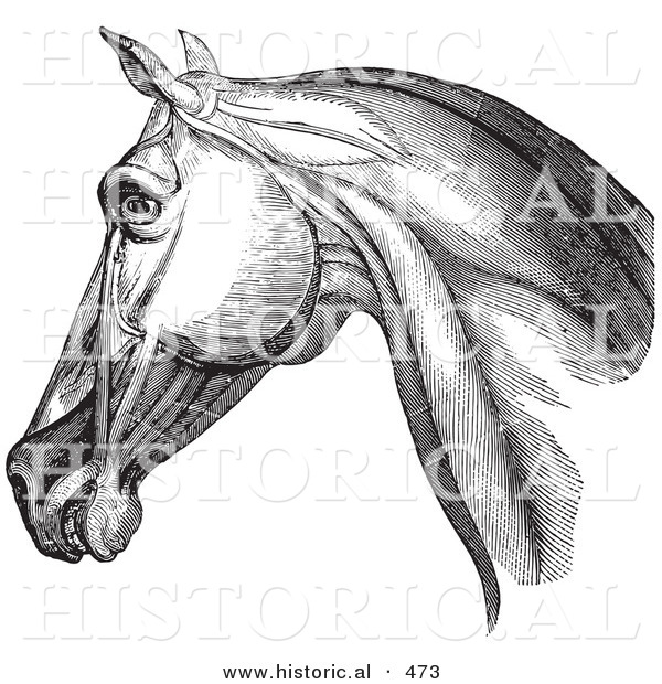 Historical Vector Illustration of an Engraved Horse Head and Neck Muscles from the Side - Black and White Version