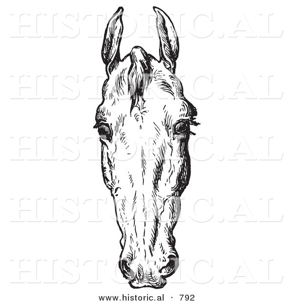 Historical Vector Illustration of Horse Anatomy Featuring a Bad Head 2 - Black and White Version