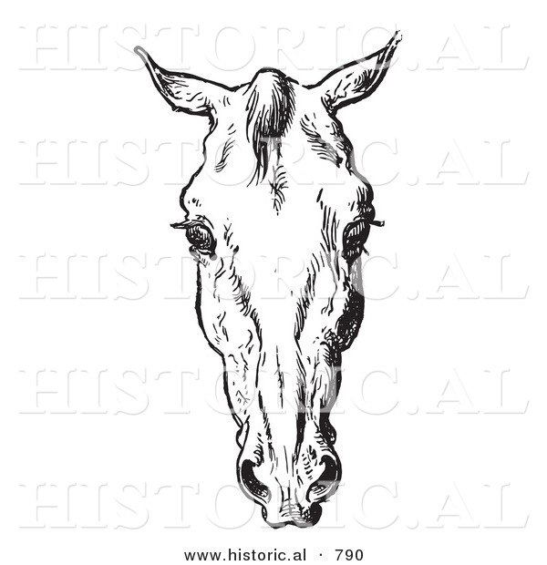 Historical Vector Illustration of Horse Anatomy Featuring a Bad Head 3 - Black and White Version