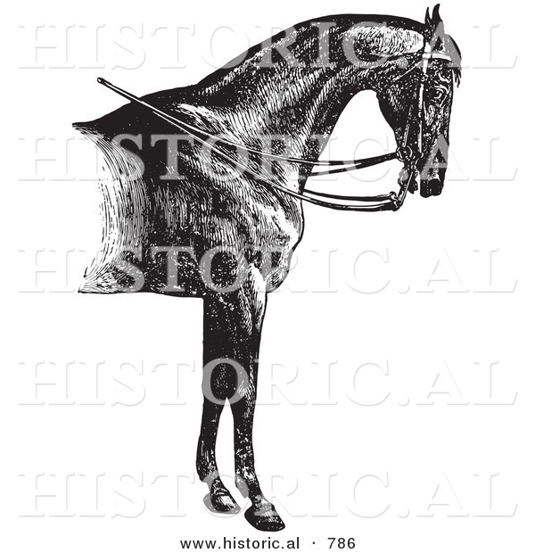 Historical Vector Illustration of Horse Anatomy Featuring a Reined Horse with Good Shoulders - Black and White Version