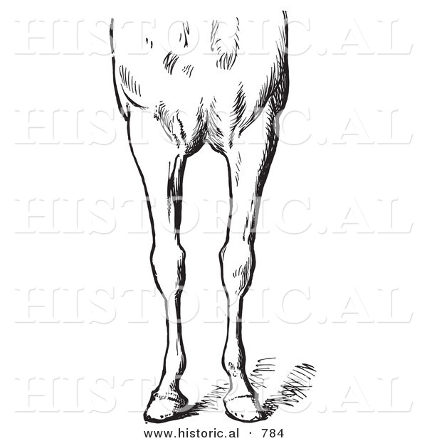 Historical Vector Illustration of Horse Anatomy Featuring Bad Conformations of the Fore Quarters 2 - Black and White Version