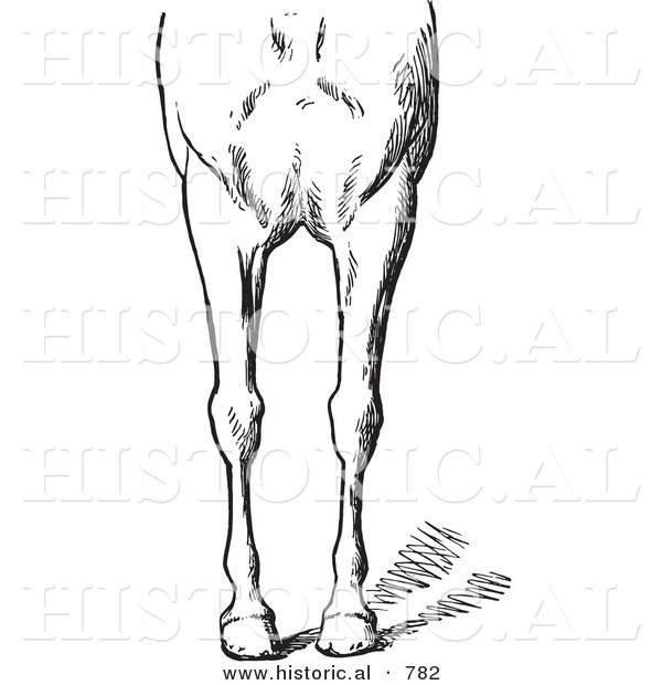Historical Vector Illustration of Horse Anatomy Featuring Bad Conformations of the Fore Quarters 3 - Black and White Version
