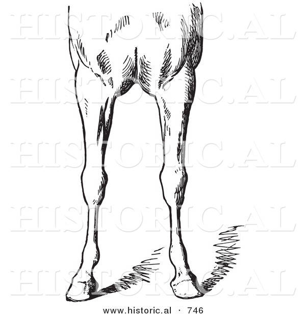 Historical Vector Illustration of Horse Anatomy Featuring Bad Conformations of the Fore Quarters 4 - Black and White Version