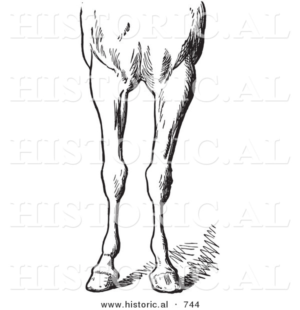 Historical Vector Illustration of Horse Anatomy Featuring Bad Conformations of the Fore Quarters 5 - Black and White Version