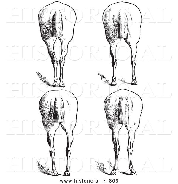 Historical Vector Illustration of Horse Anatomy Featuring Bad Hind Quarters 10 - Black and White Version