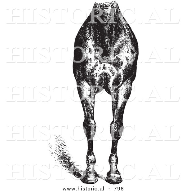 Historical Vector Illustration of Horse Anatomy Featuring Good Breast and Limbs - Black and White Version
