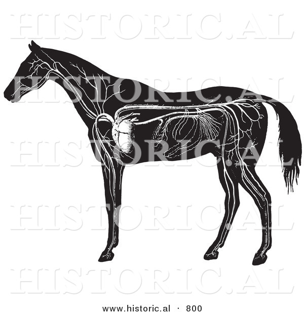 Historical Vector Illustration of Horse Anatomy Featuring the Circulatory System - Black and White Version