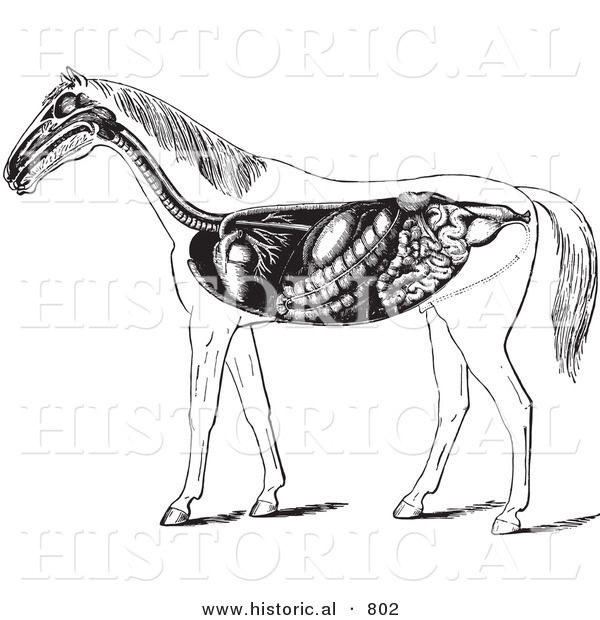Historical Vector Illustration of Horse Anatomy Featuring the Digestive System - Black and White Version