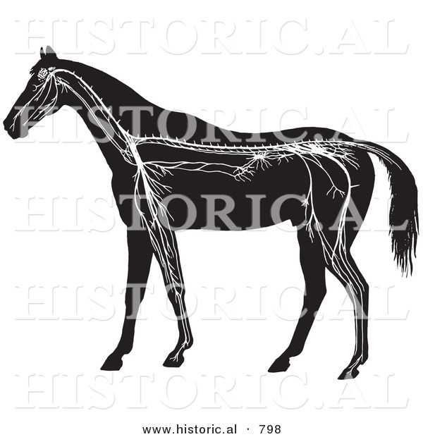 Historical Vector Illustration of Horse Anatomy Featuring the Nervous System - Black and White Version