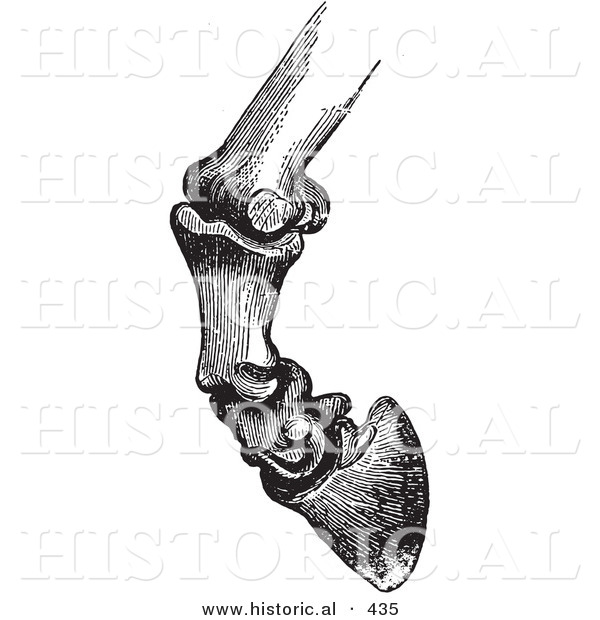 Historical Vector Illustration of Horse Bones and Articulations of the Foot Hoof - Black and White Version