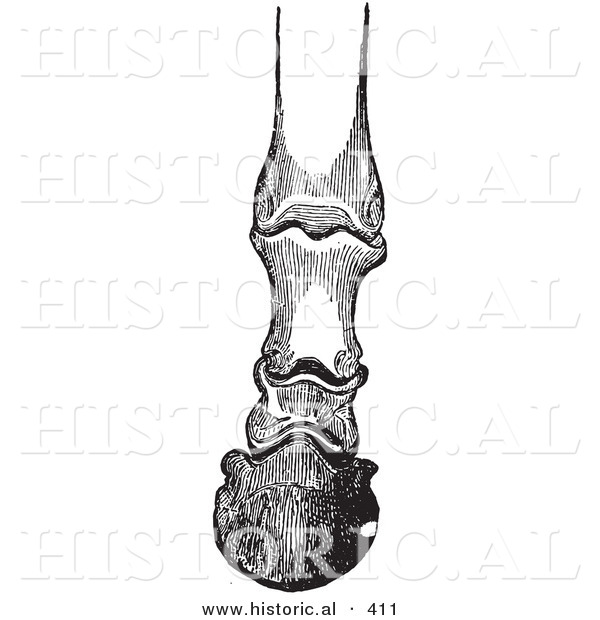 Historical Vector Illustration of Horse Foot Hoof Bones and Articulations - Black and White Version