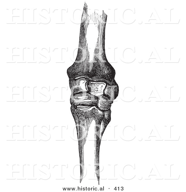 Historical Vector Illustration of Horse Knee Bones - Black and White Version