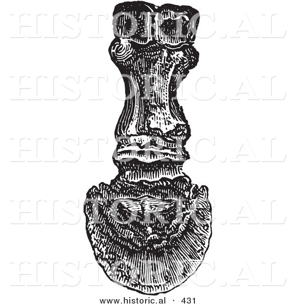Historical Vector Illustration of the Back View of Bones in a Horse Foot and Hoof - Black and White Version