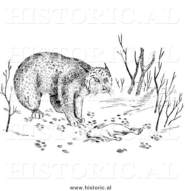 Illustration of a Bobcat over Dead Rabbit - Black and White