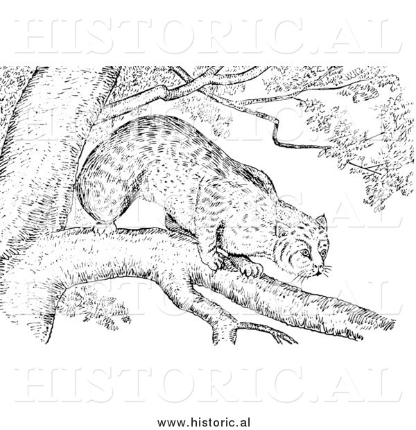 Illustration of a Bobcat Stalking from a Tree Branch - Black and White