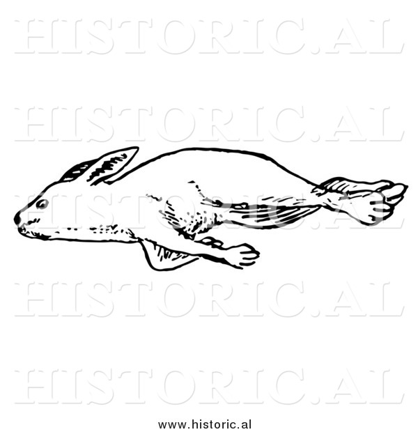 Illustration of a Dead Rabbit Laying on Its Right Side - Black and White
