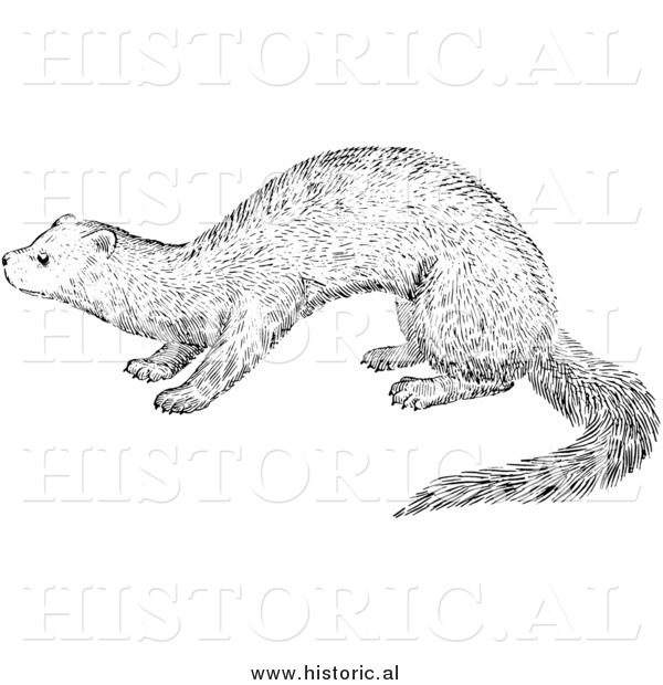 Illustration of a Fisher - Black and White